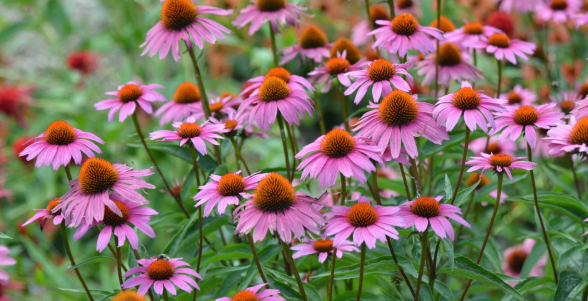 Echinacea Flower for Immune Support