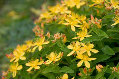 St. John’s Wort for Mood Enhancement