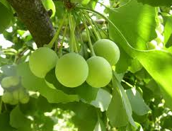 Ginkgo Biloba Leaves for Cognitive Health