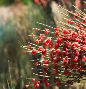 Ephedra Plant for Energy and Weight Loss