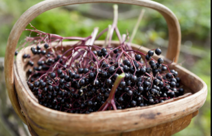 Elderberry is a natural remedy with proven antiviral properties that help boost immunity and fight off flu symptoms.