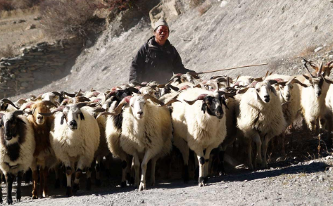 Gujjar Nomads in Kashmir