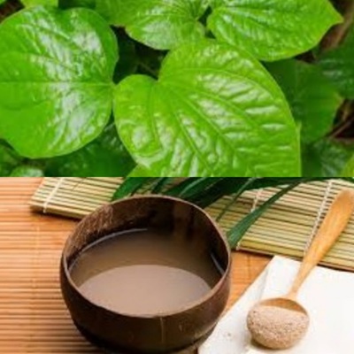 Kava Plant for Anxiety Relief