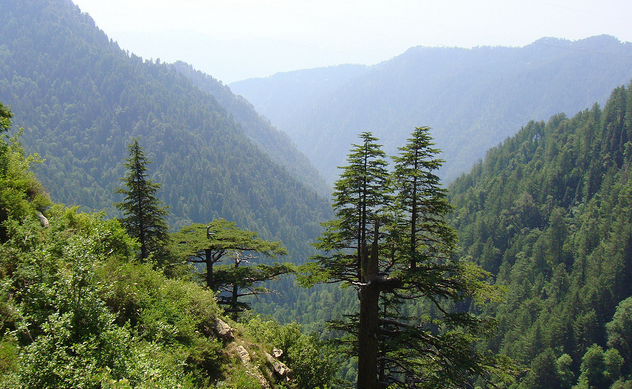 Ayubia National Park – Pine forests and trails near Murree and Nathiagali
