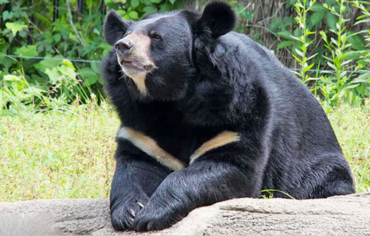 Balochistan Black Bear in Pakistan – Critically endangered subspecies found in Balochistan