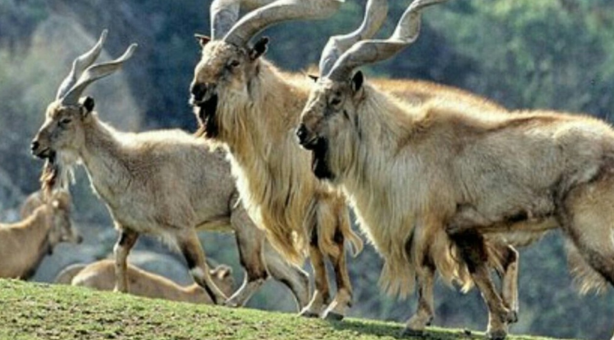 Chiltan Markhor in Pakistan – Critically endangered wild goat species native to Balochistan