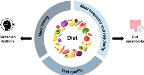 Circadian eating visual with clock and meal timing for metabolic balance