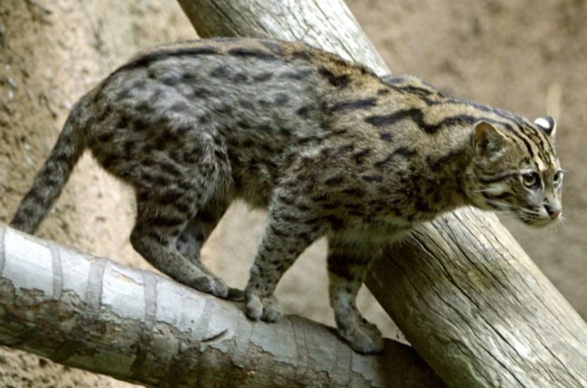 fishing-cat-wildlife-pakistan-wetlands.jpg