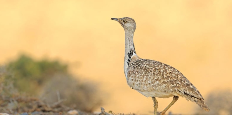 Houbara bustard in Pakistan – Vulnerable migratory bird found in desert regions