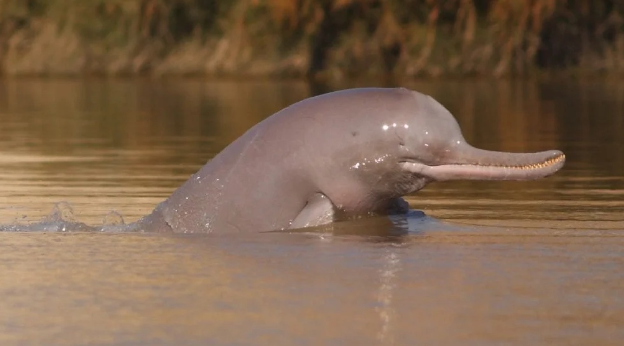 Indus River Dolphin – Endangered freshwater mammal in Pakistan