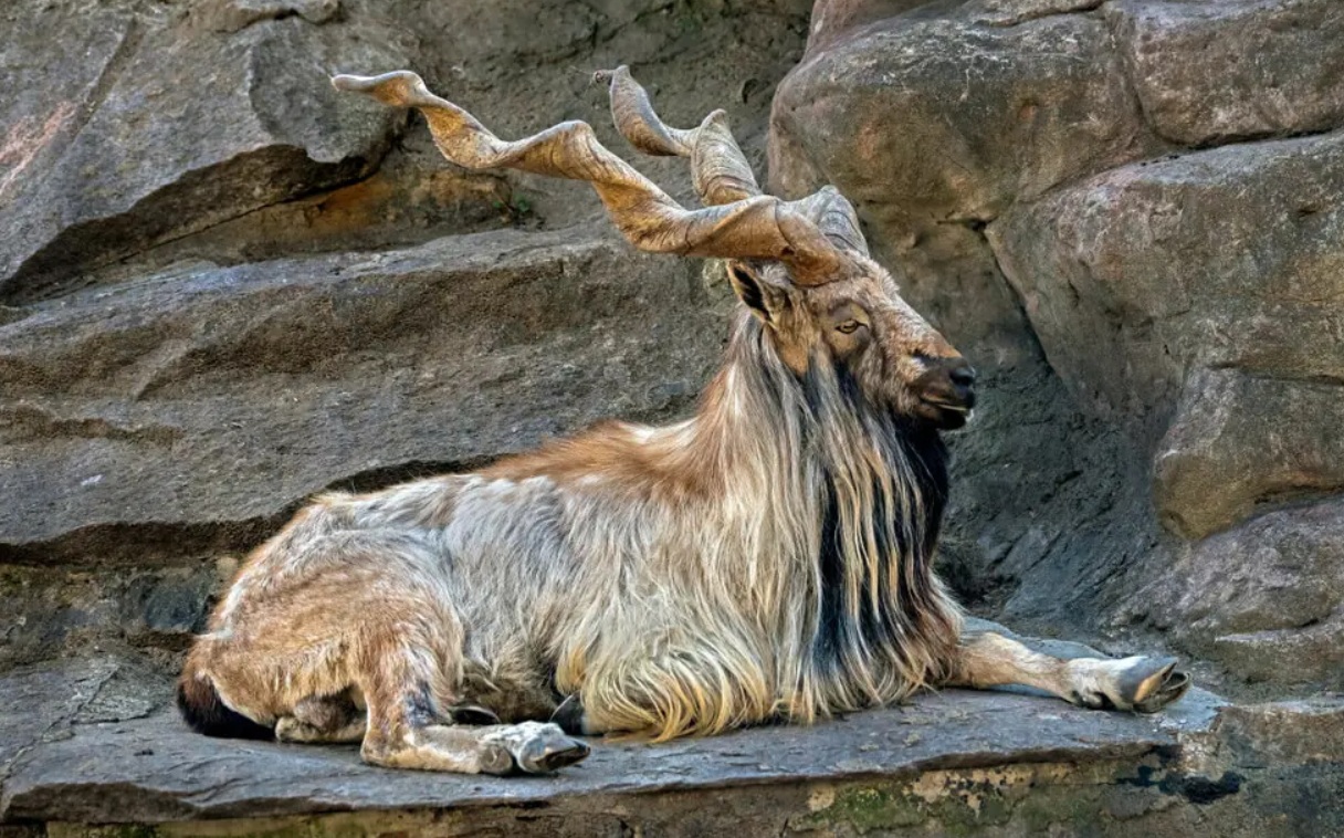 Markhor – National animal of Pakistan with twisted horns in the wild