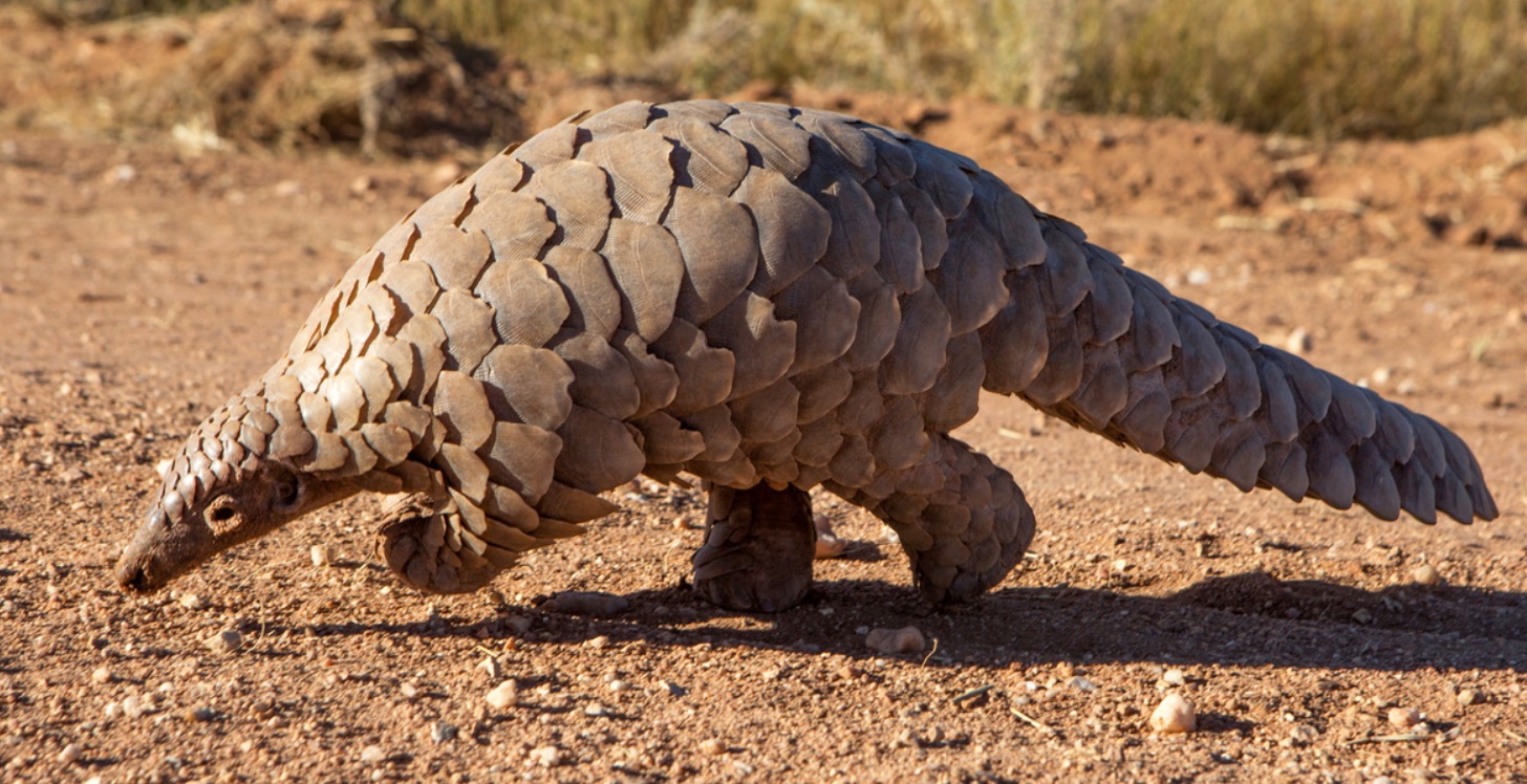 Indian pangolin in Pakistan – endangered and illegally trafficked species
