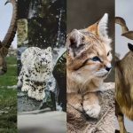 Rare wildlife species in Pakistan including snow leopard and markhor – featured by Rikhtiya