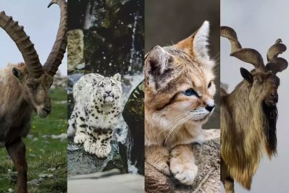 Rare wildlife species in Pakistan including snow leopard and markhor – featured by Rikhtiya