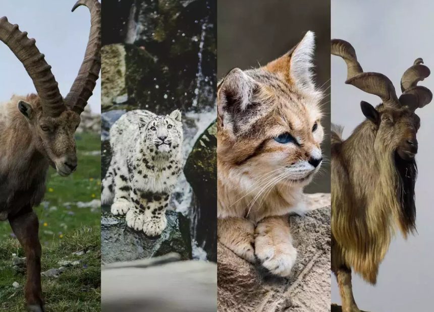 Rare wildlife species in Pakistan including snow leopard and markhor – featured by Rikhtiya