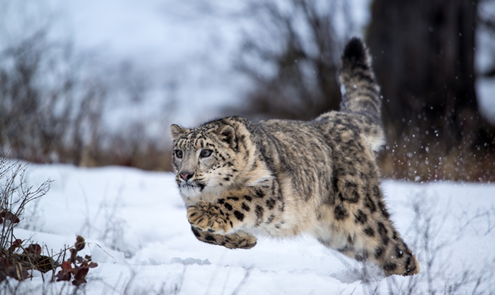 Snow leopard in Gilgit-Baltistan mountains – endangered species of Pakistan
