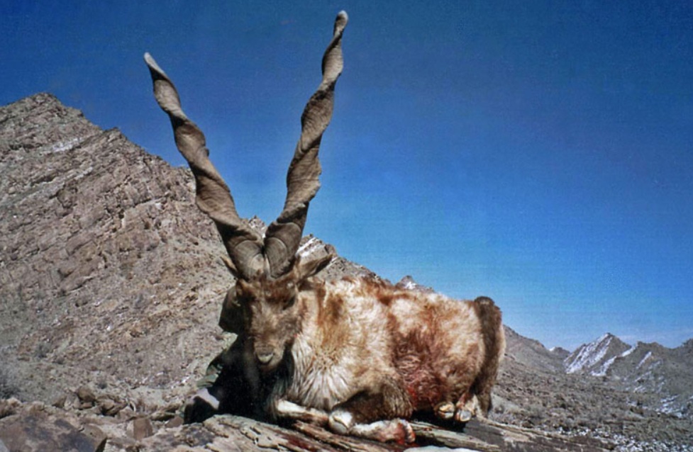 Sulaiman Markhor – Endangered wild goat found in the Sulaiman Mountains of Pakistan