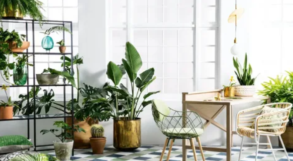 Indoor plants like money plant and aloe vera in a Pakistani home.
